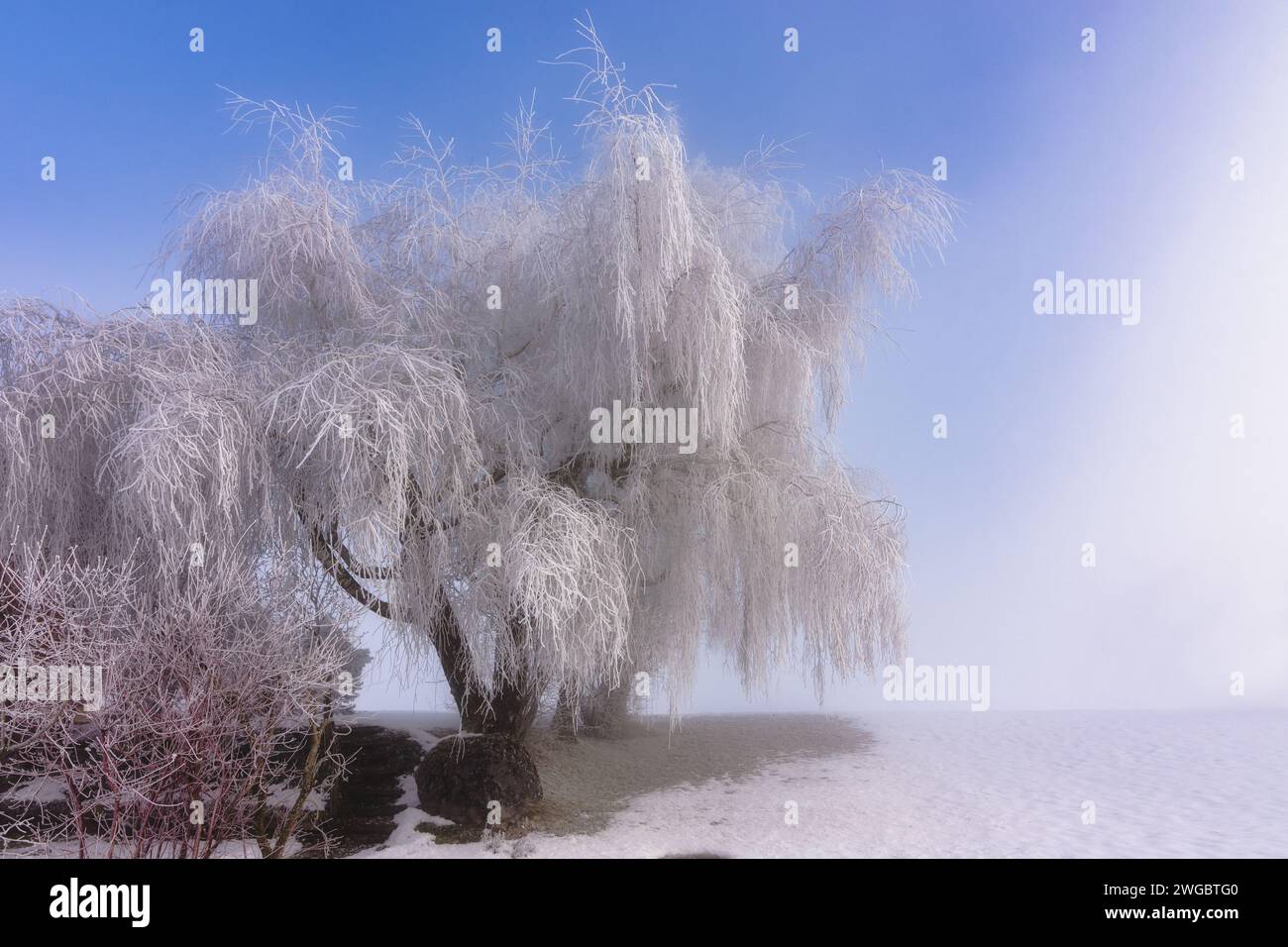 Frostbedeckte Weide an einem nebeligen Wintertag, Schweiz Stockfoto