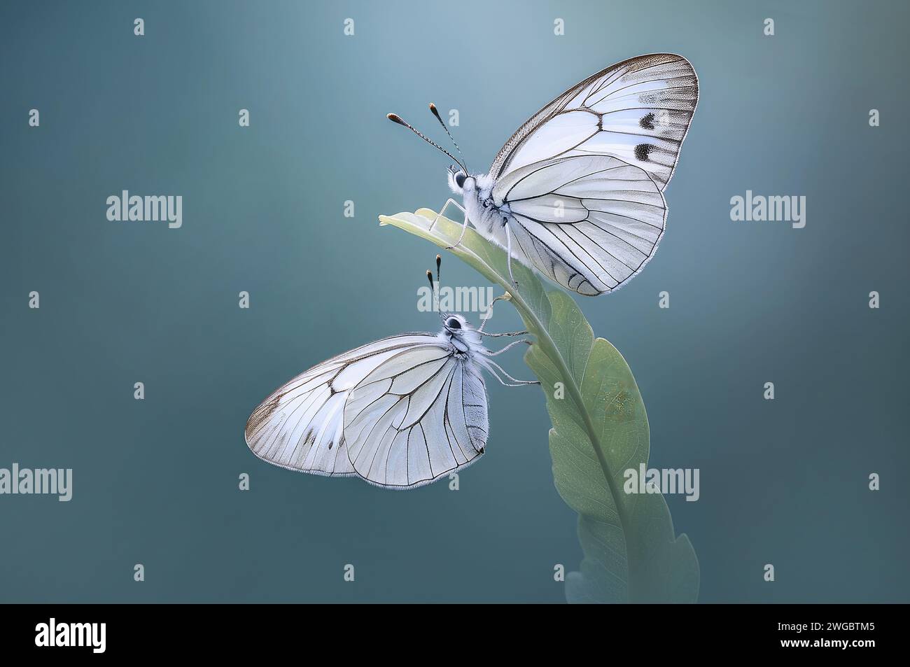 Nahaufnahme von zwei weißen Schmetterlingen auf einem Blatt, Indonesien Stockfoto
