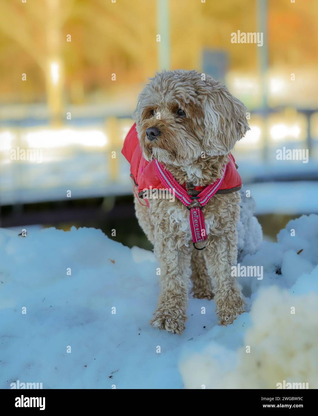 Ein junger Cavapoo-Hund spielt im Schnee mit rotem Cover in Ludvika City, Schweden Stockfoto