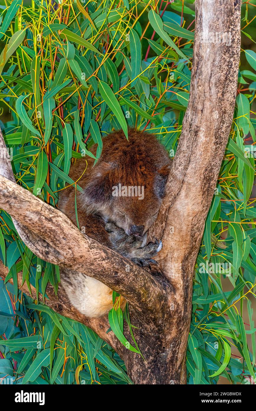 Nahaufnahme Porträt eines Koalas, der in einem Eukalyptusbaum schläft, Western Australia, Australien Stockfoto