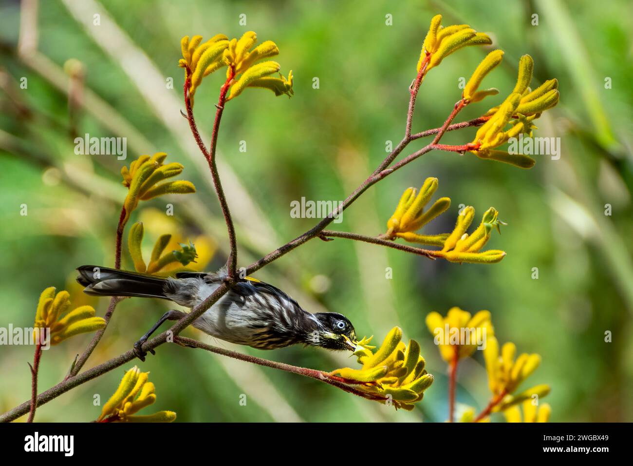 New Holland Honeyeater (Phylidonyris novaehollandiae) auf einem Zweig mit Känguru Paw Blüten, Australien Stockfoto