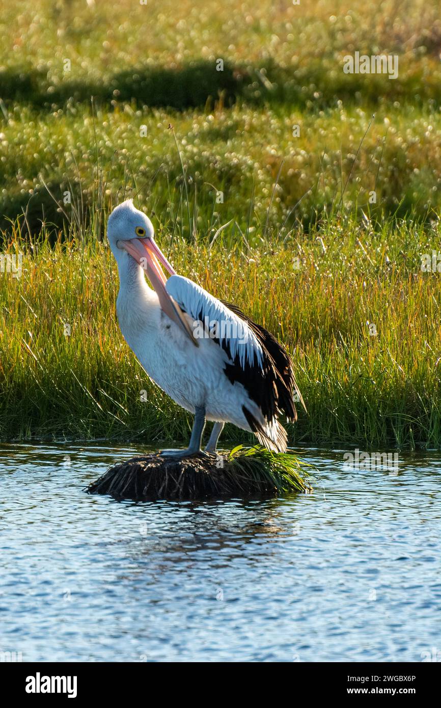 Nahaufnahme eines australischen Pelikans (Pelecanus conspicillatus), der auf einem Felsen steht, der seine Federn beputzt, Perth, Western Australia, Australien Stockfoto