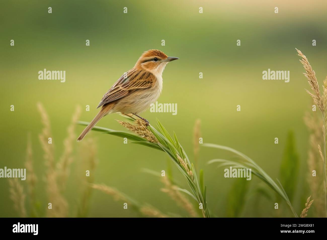 Zitting Cisticola auf einer Reispflanze mit grünem Hintergrund, Indonesien Stockfoto
