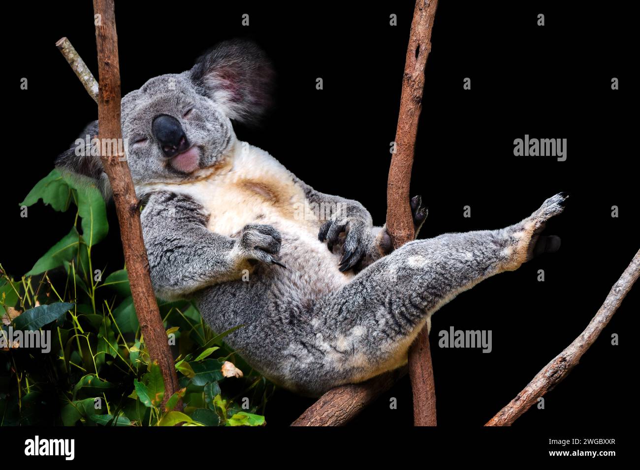 Nahaufnahme Porträt eines Koalas, der in einem Eukalyptusbaum schläft, Australien Stockfoto