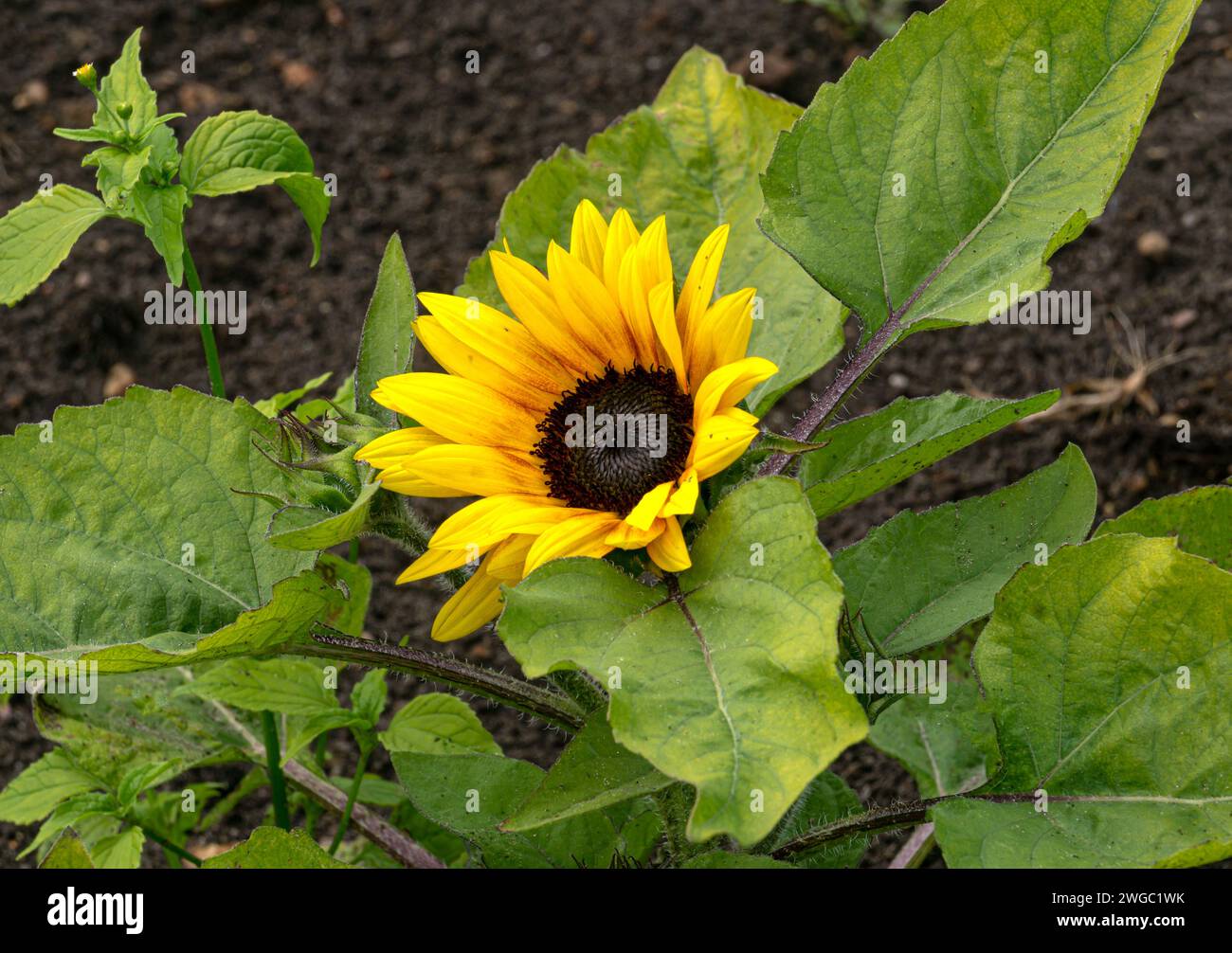 Sonnenblumenblume mit gelben Blütenblättern im Gemüsegarten. Stockfoto