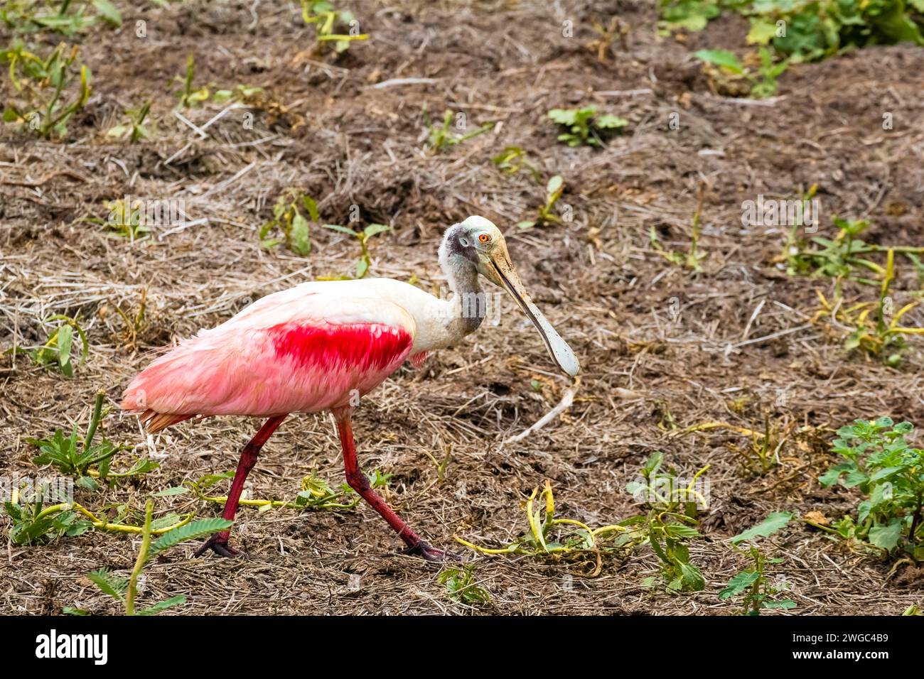 Zentralamerika, Costa Rica, (Platalea ajaja), Spoonbill, Pink, Rosettenlöffelschnabel Stockfoto