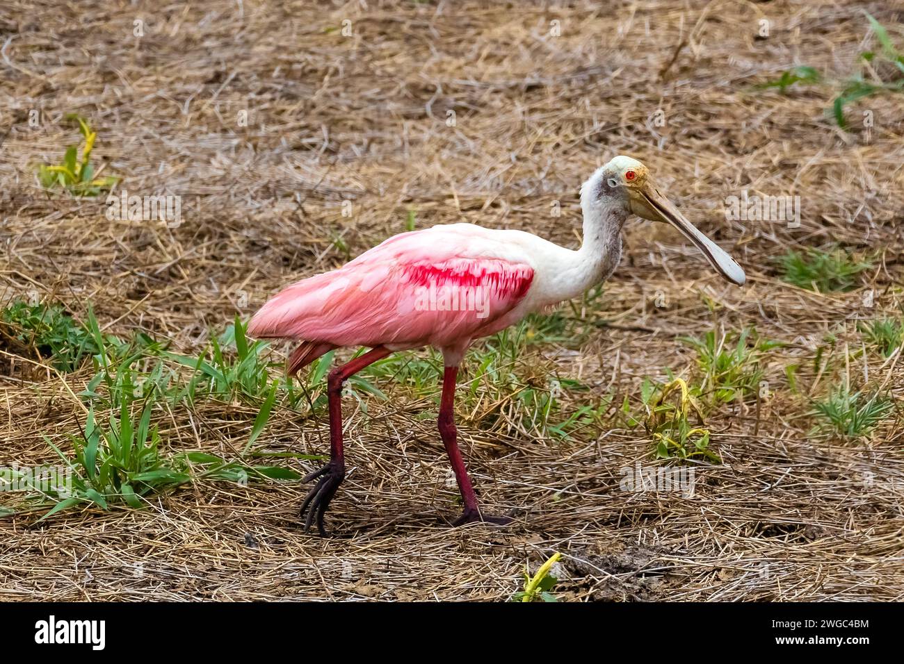 Zentralamerika, Costa Rica, (Platalea ajaja), Spoonbill, Pink, Rosettenlöffelschnabel Stockfoto