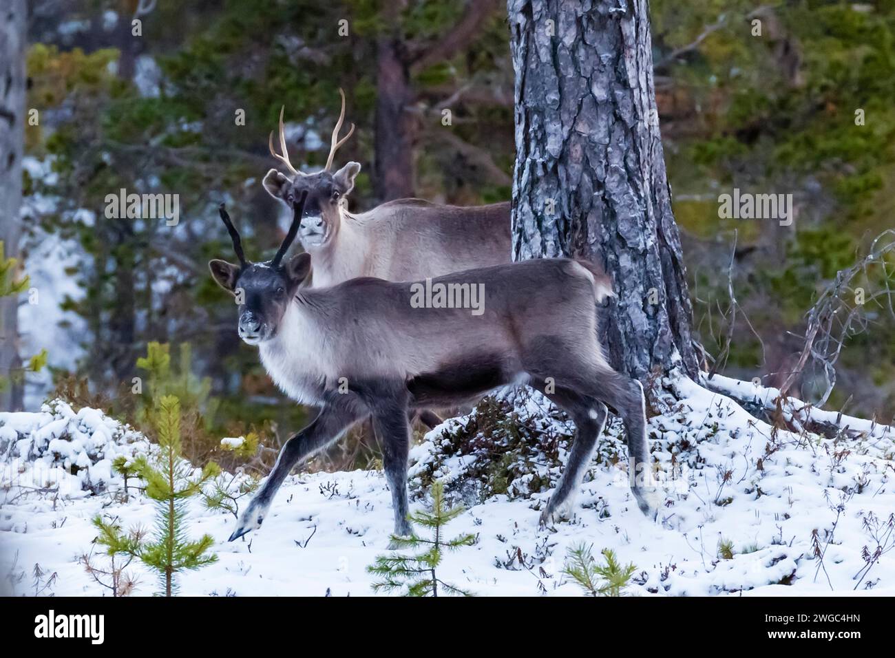 Europa, Finnland, Lappland, Rentiere im Winter, Rentiere, Rangifer tarandus, zwei Tiere Stockfoto