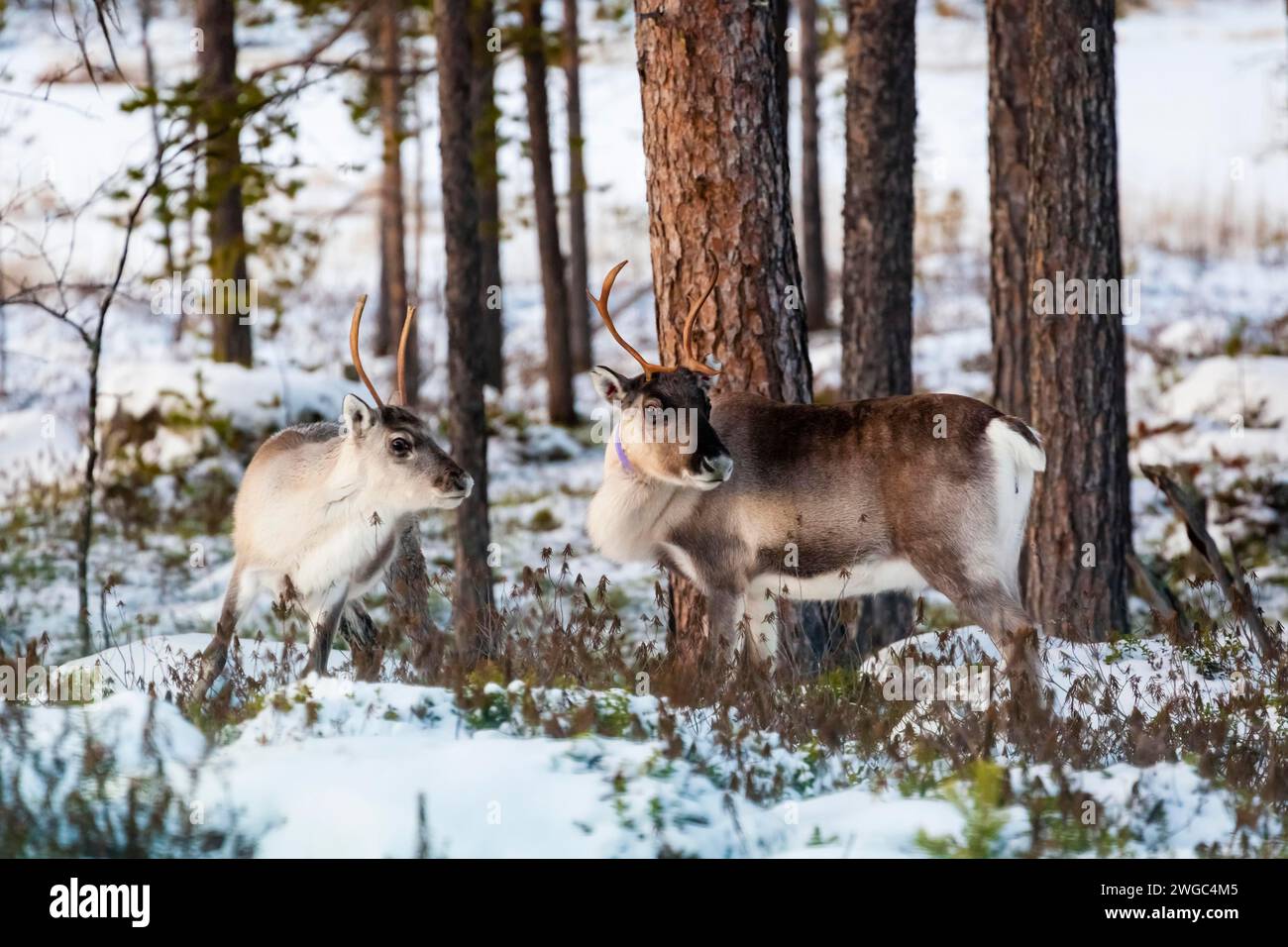Europa, Finnland, Lappland, Rentiere im Winter, Rentiere, Rangifer tarandus, zwei Tiere Stockfoto