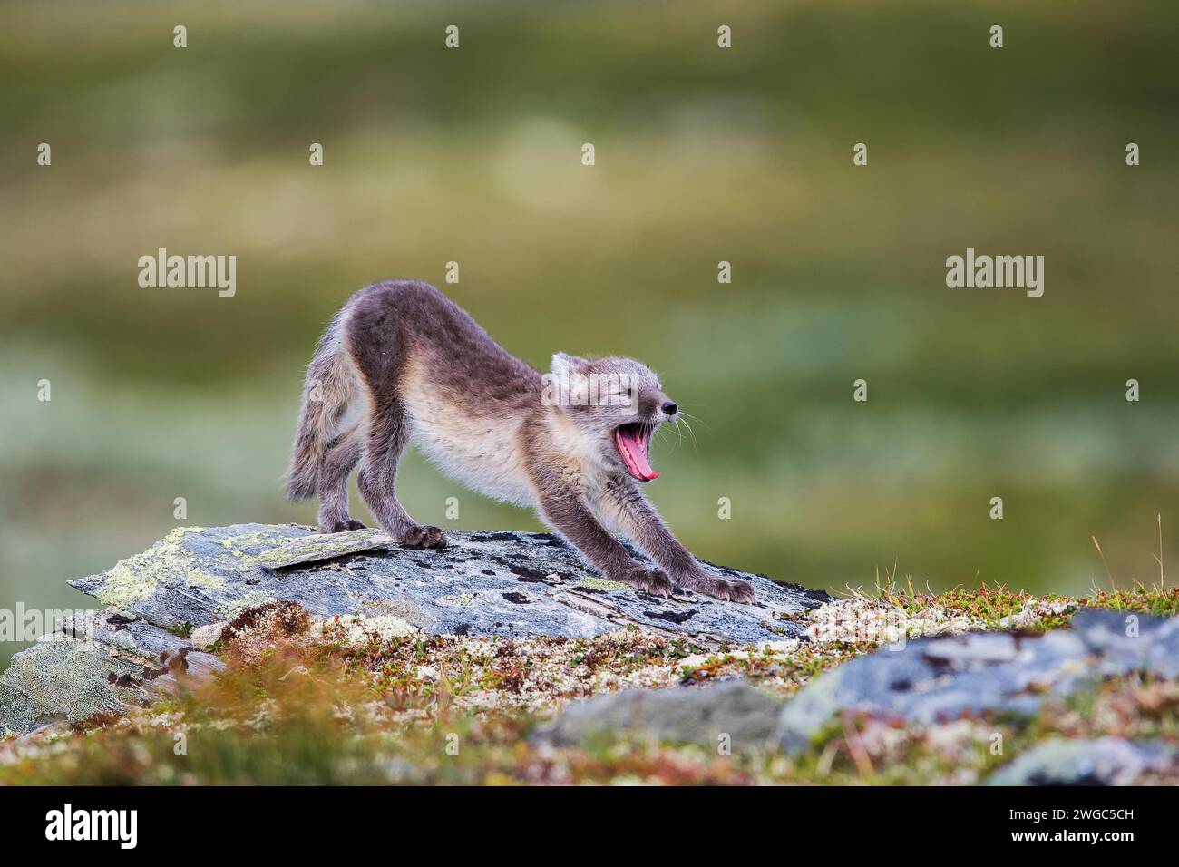 Polarfuchshaufen Gähnen Stockfoto