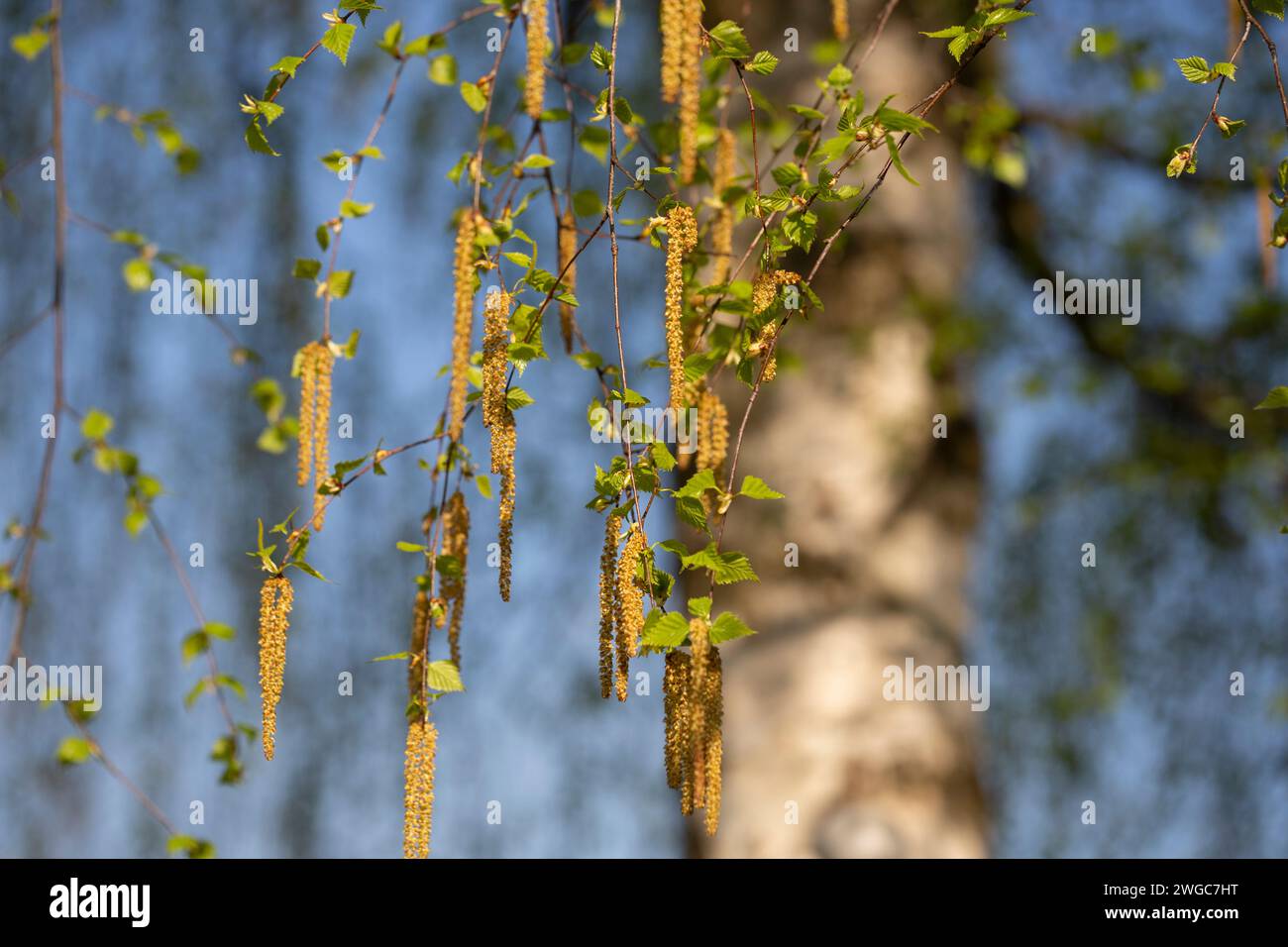 Birkenblüte im Frühling, April. Nahaufnahme. Saisonale Allergie. Selektiver Fokus. Natürlicher floraler Hintergrund. Stockfoto
