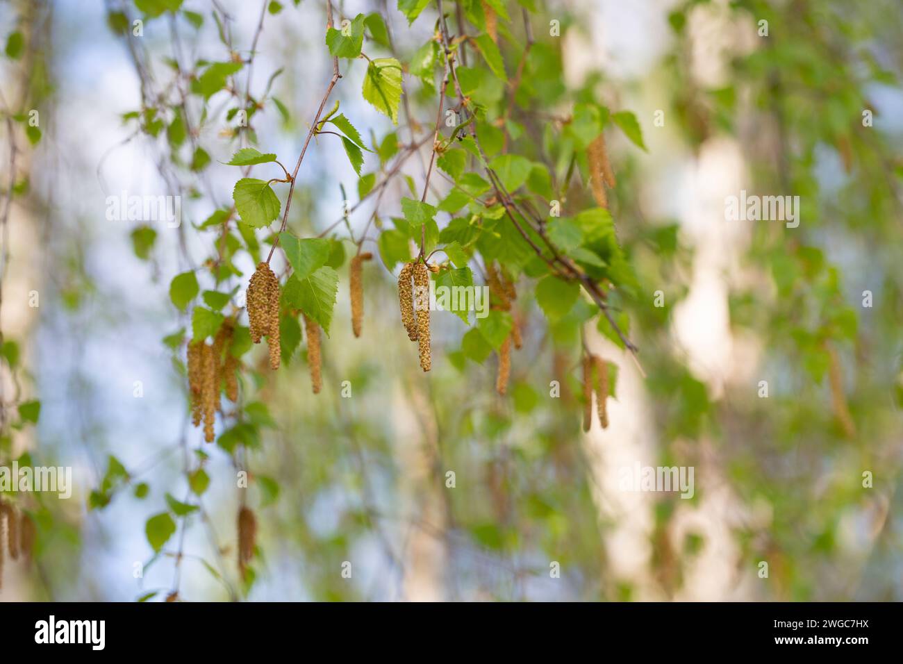 Birkenblüte im Frühling, April. Nahaufnahme. Saisonale Allergie. Selektiver Fokus. Natürlicher floraler Hintergrund. Stockfoto