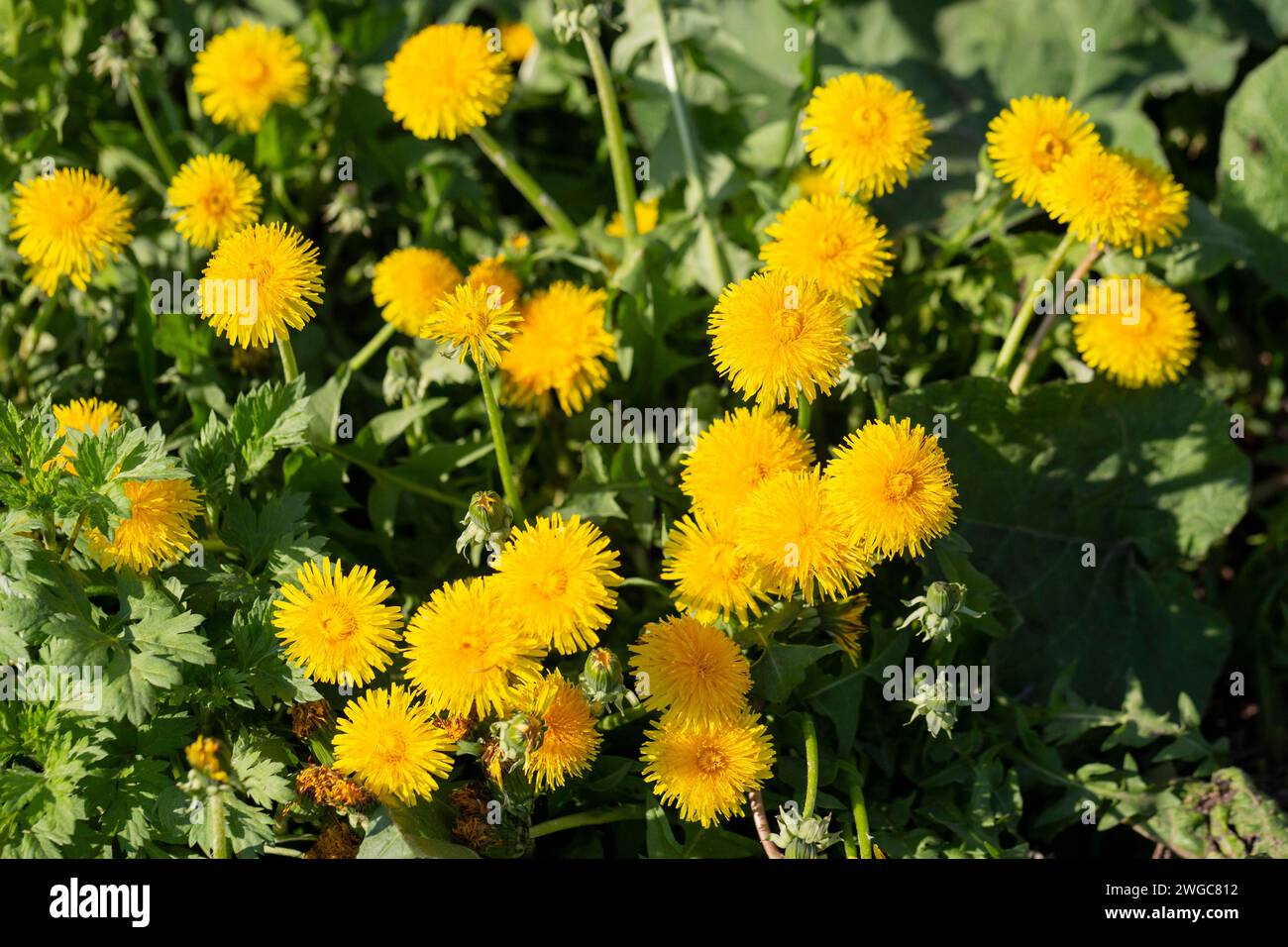 Viele blühende gelbe Löwenzahn. Gelbe Frühlingsblumen auf einem Hintergrund von grünem Gras. Natürlicher Hintergrund. Stockfoto