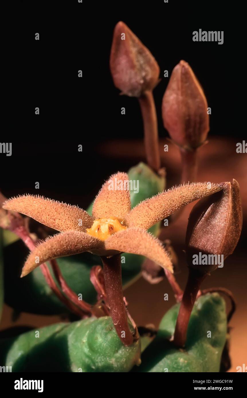 Piaranthus globosus, Apocynaceae. Ziersukkulente Pflanze. Seltenes Wüstenkraut, gelbe Blume. Stockfoto