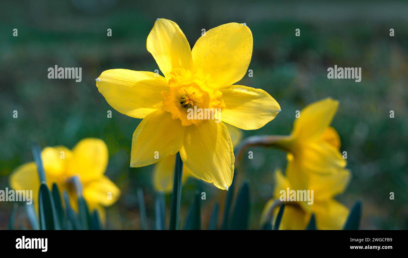 Helle Frühling zarte gelb blühende Narzissen Nahaufnahme Stockfoto