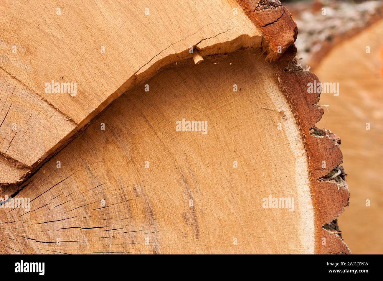 Eine Nahaufnahme eines Eichenholzes mit Rinde Stockfoto