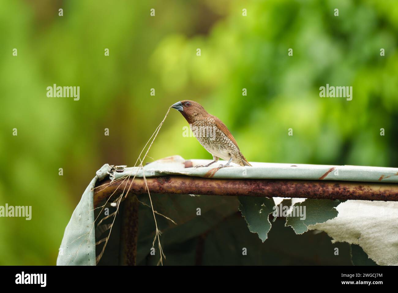 Wunderschönes Porträt von schuppiger Munia- oder gefleckter Munia-Spezies Vögel nehmen trockene Zweige auf, um Vogelnest auf natürlichem Hintergrund vorzubereiten Stockfoto
