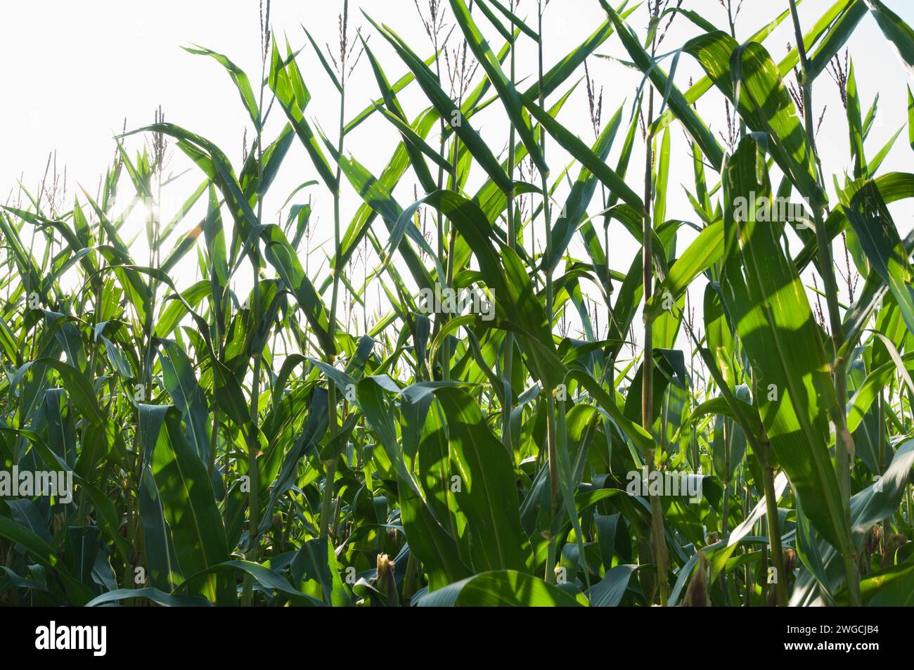 Eine Nahaufnahme eines Maisfeldes (Zea mays) in Deutschland Stockfoto