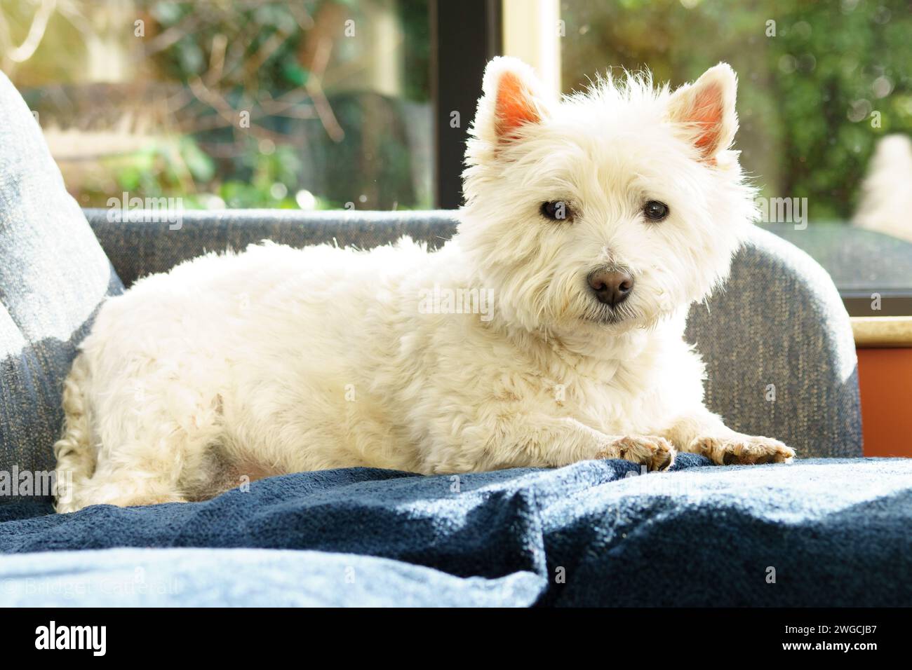 Ein West Highland Terrier, der sich in einem Wohnhaus entspannt. Stockfoto