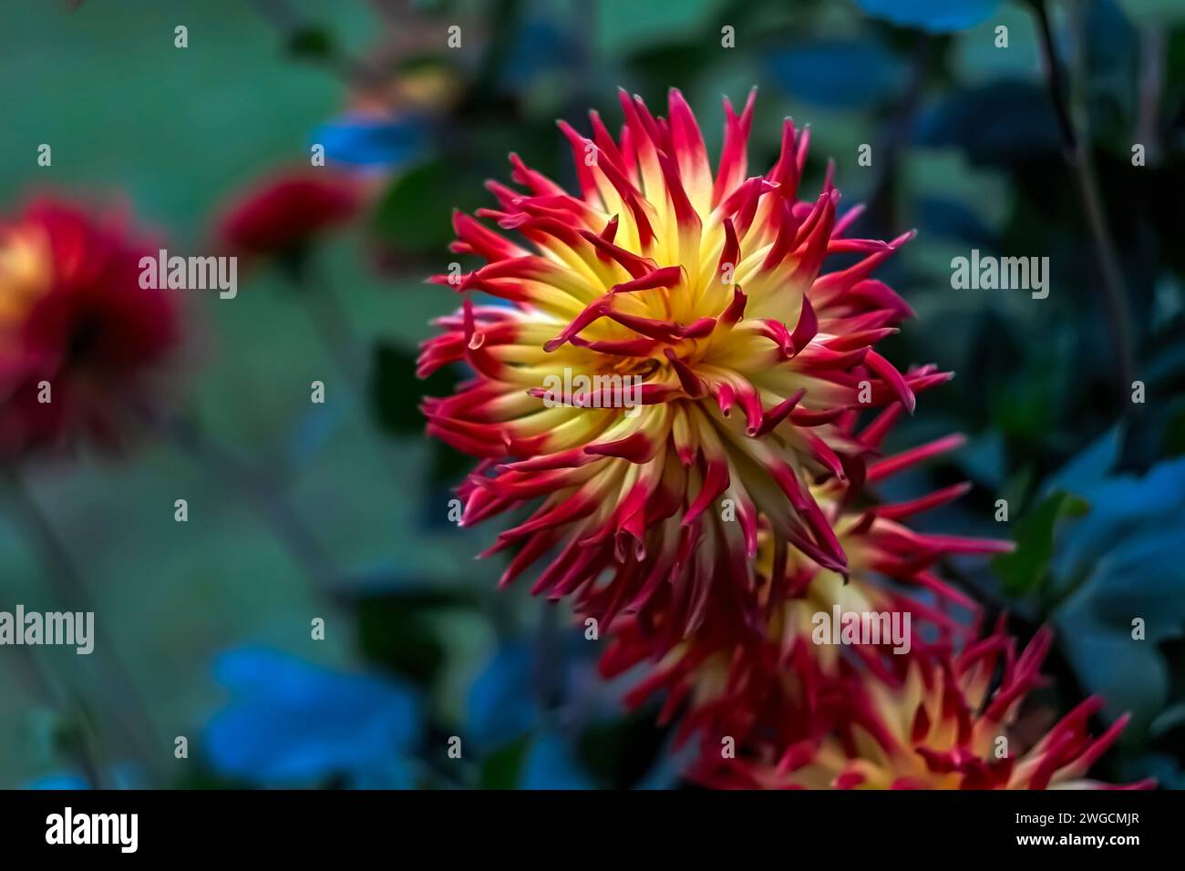 Rote und gelbe Blumen mit einem fesselnden Schmetterling Stockfoto