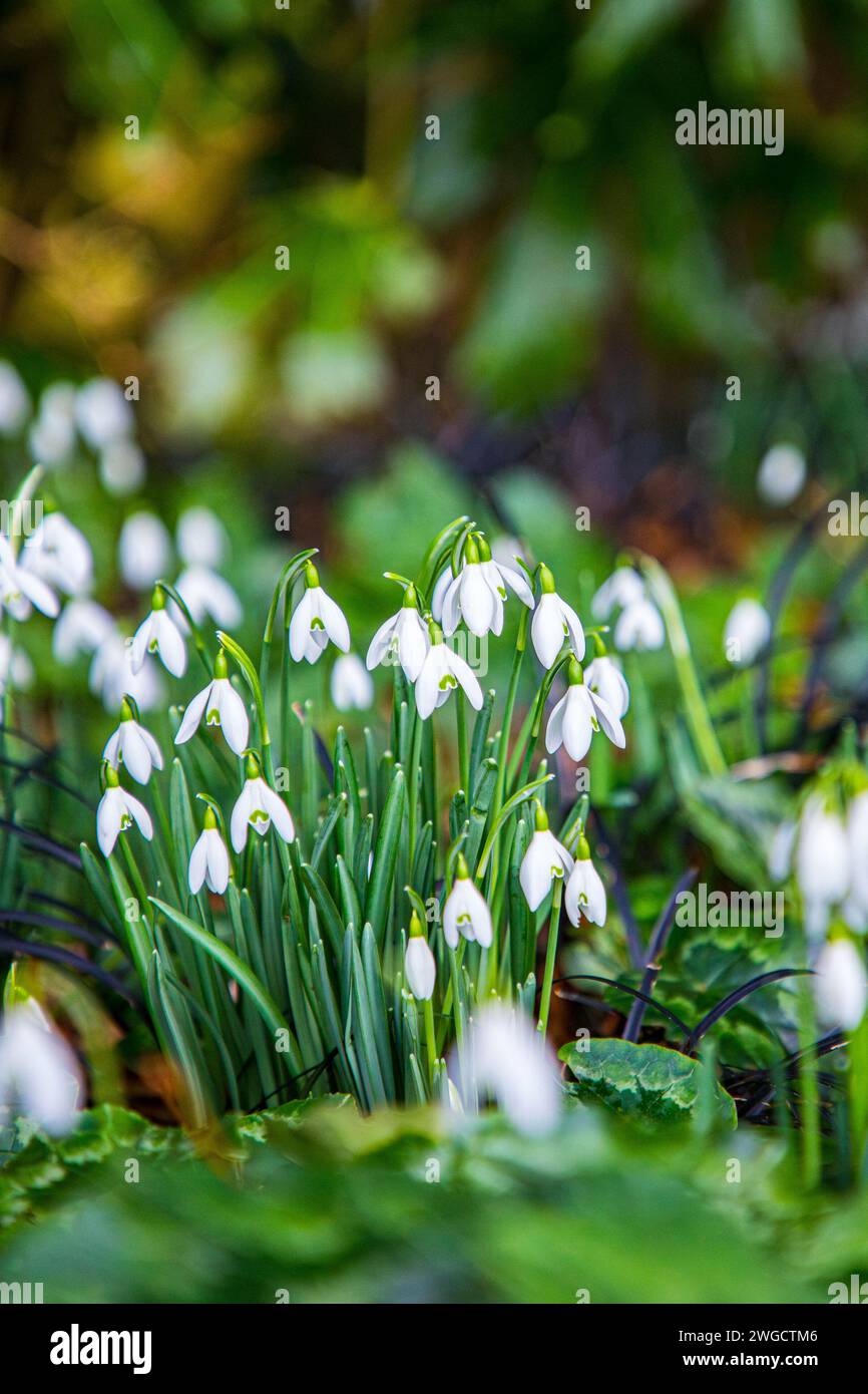 Schneeglöckchen (Galanthus nivalis) blühen in einem Waldgarten. Dorset, England, Großbritannien Stockfoto