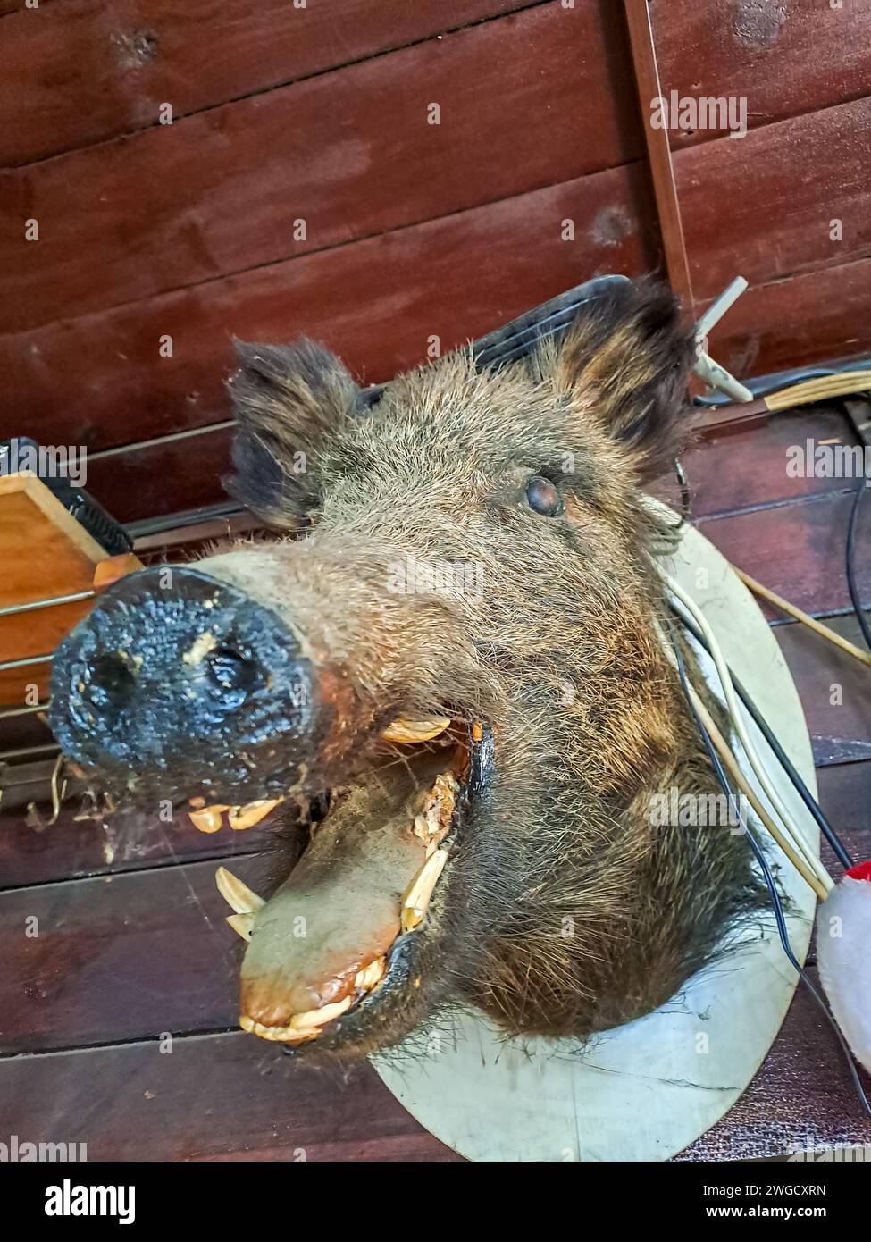 Köpfe von einem ausgestopften Wildschwein im Hunter s Haus. Stockfoto