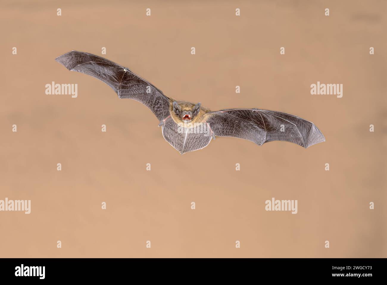 Flying Common Pipistrelle bat (Pipistrellus pipistrellus) ist ein kleiner Pipistrelle-Mikrobat, dessen sehr große Reichweite sich über den größten Teil Europas im Norden erstreckt Stockfoto