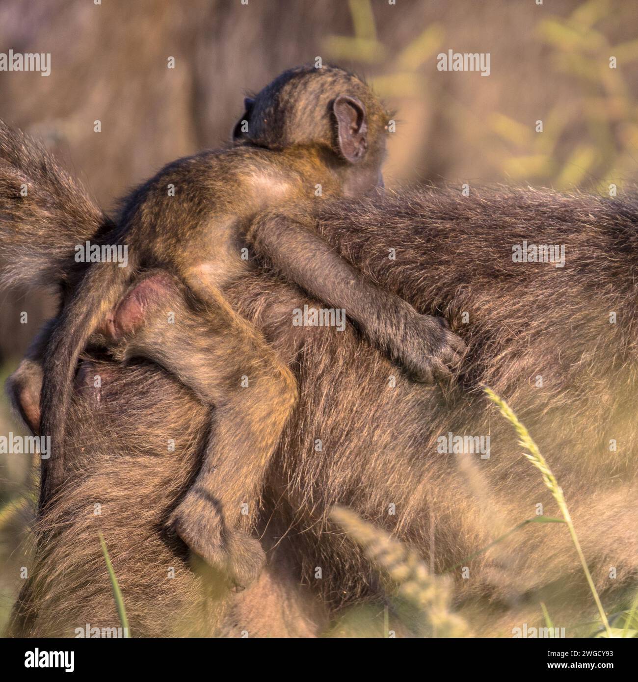 Chacma baboon (Papio ursinus) Mutter mit Kind reiten auf dem Rücken im Krüger Nationalpark, Südafrika Stockfoto