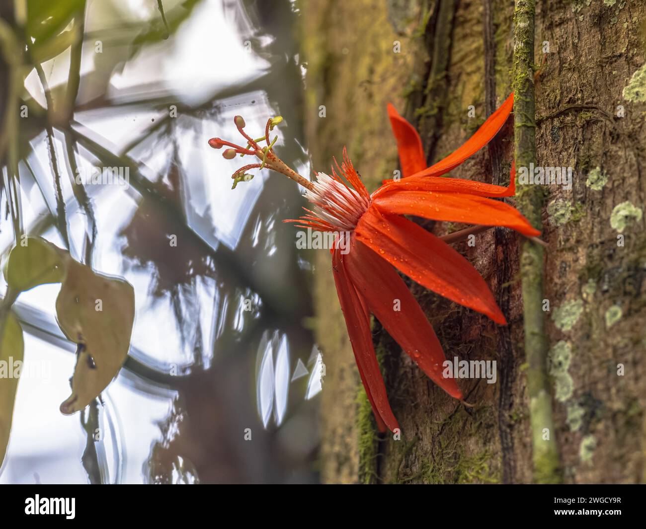 Passiflora vitifolia (Passiflora vitifolia) ist eine Art der Passiflora, die im südlichen Mittelamerika und im Nordwesten Südamerikas beheimatet ist. Blühen Stockfoto