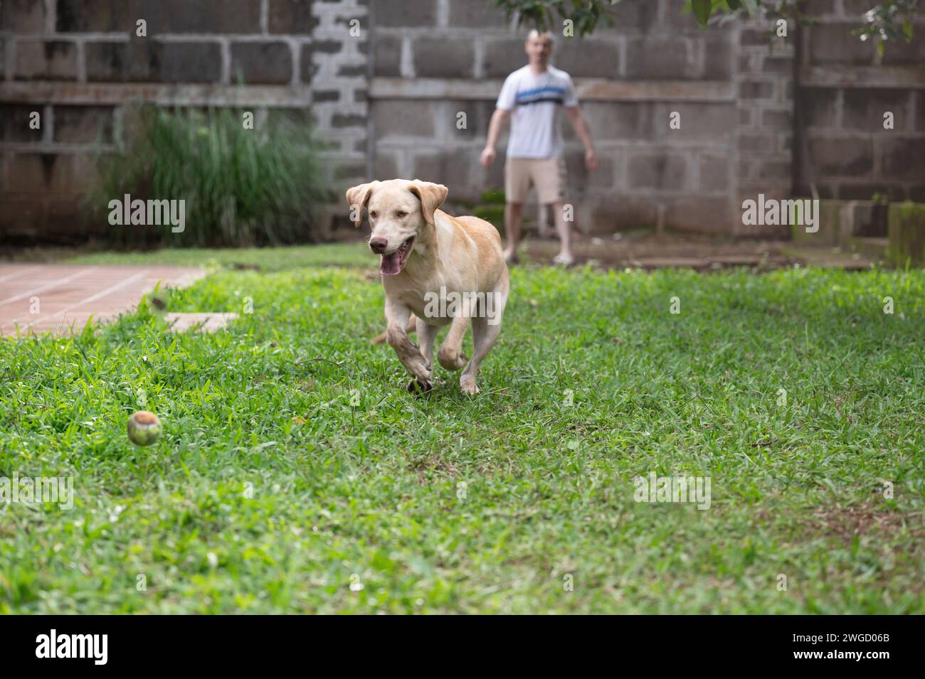 Labrador Hund fangen Ball auf grünem Gras Park Hintergrund Stockfoto