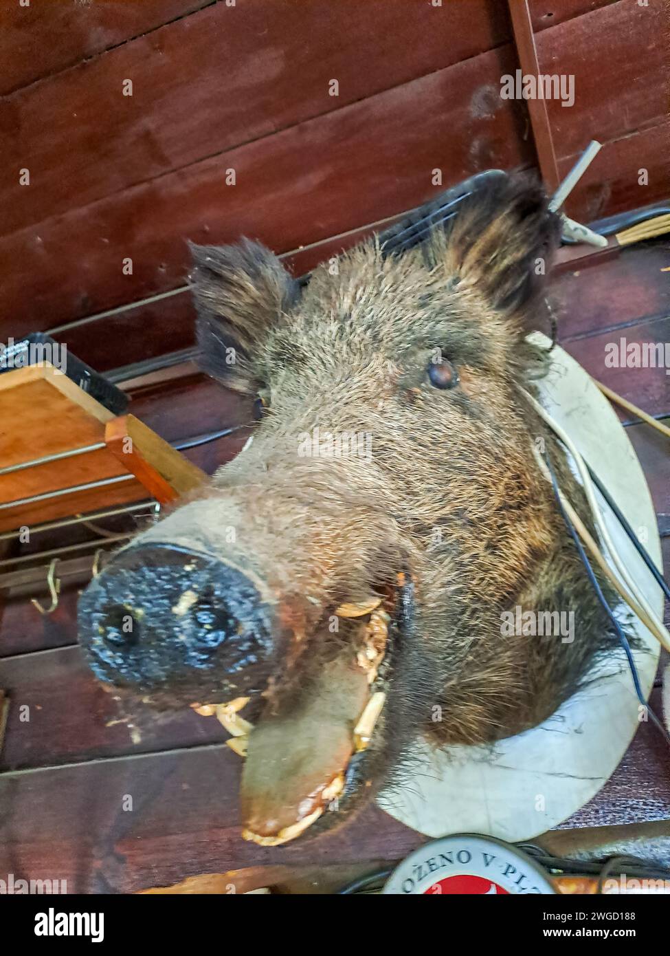 Köpfe von einem ausgestopften Wildschwein im Hunter s Haus. Stockfoto