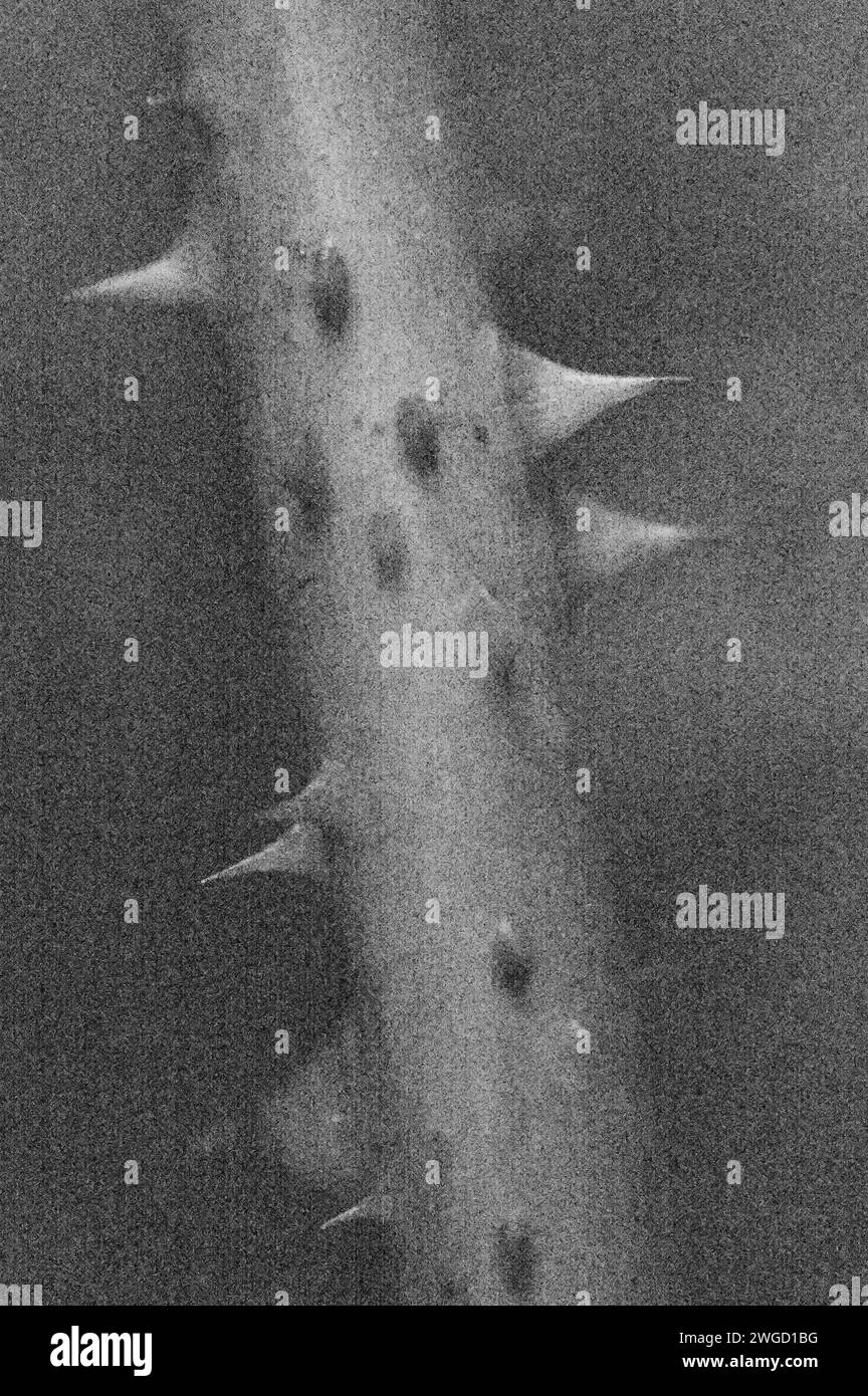 Weiches und bleistiftähnliches Schwarzweißbild eines Teils des Stängels pf Rosenbusch mit großen und kleinen Dornen Stockfoto