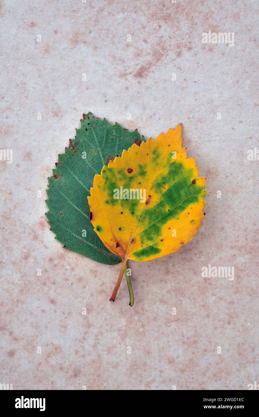 Zwei Herbstblätter der Silberbirke, eines grün und eines überwiegend gelb, liegen auf antikem Papier Stockfoto