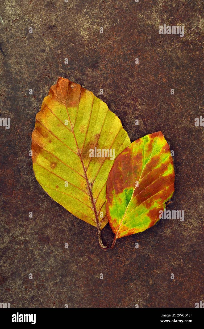 Zwei Herbstblätter der Buche, die sich von gelb und grün zu goldbraun färben, liegen auf Sandstein Stockfoto