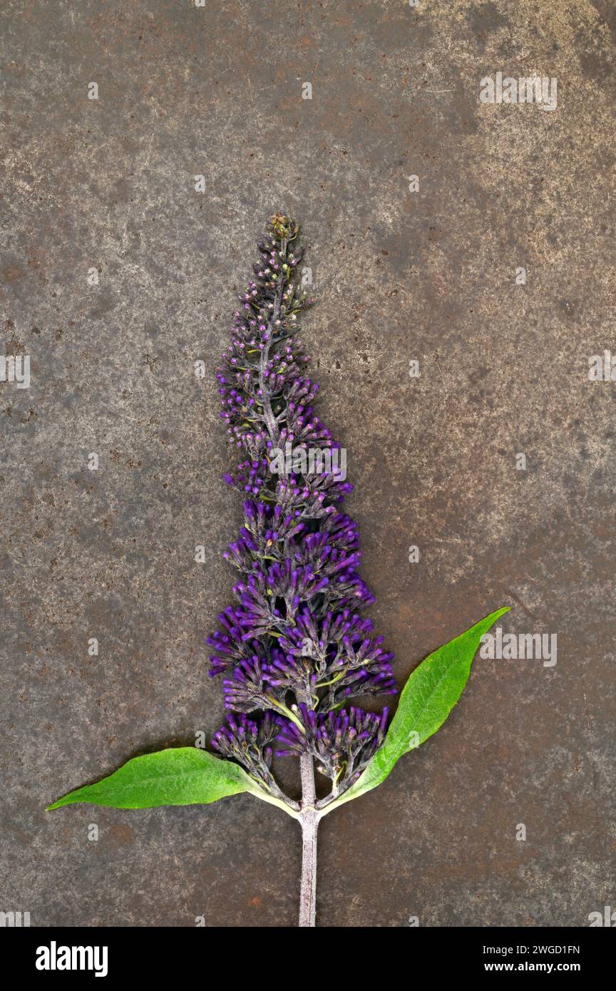 Einzelner Blumenkopf mit violetter Buddleia, der nicht ganz offen auf Sandstein liegt Stockfoto