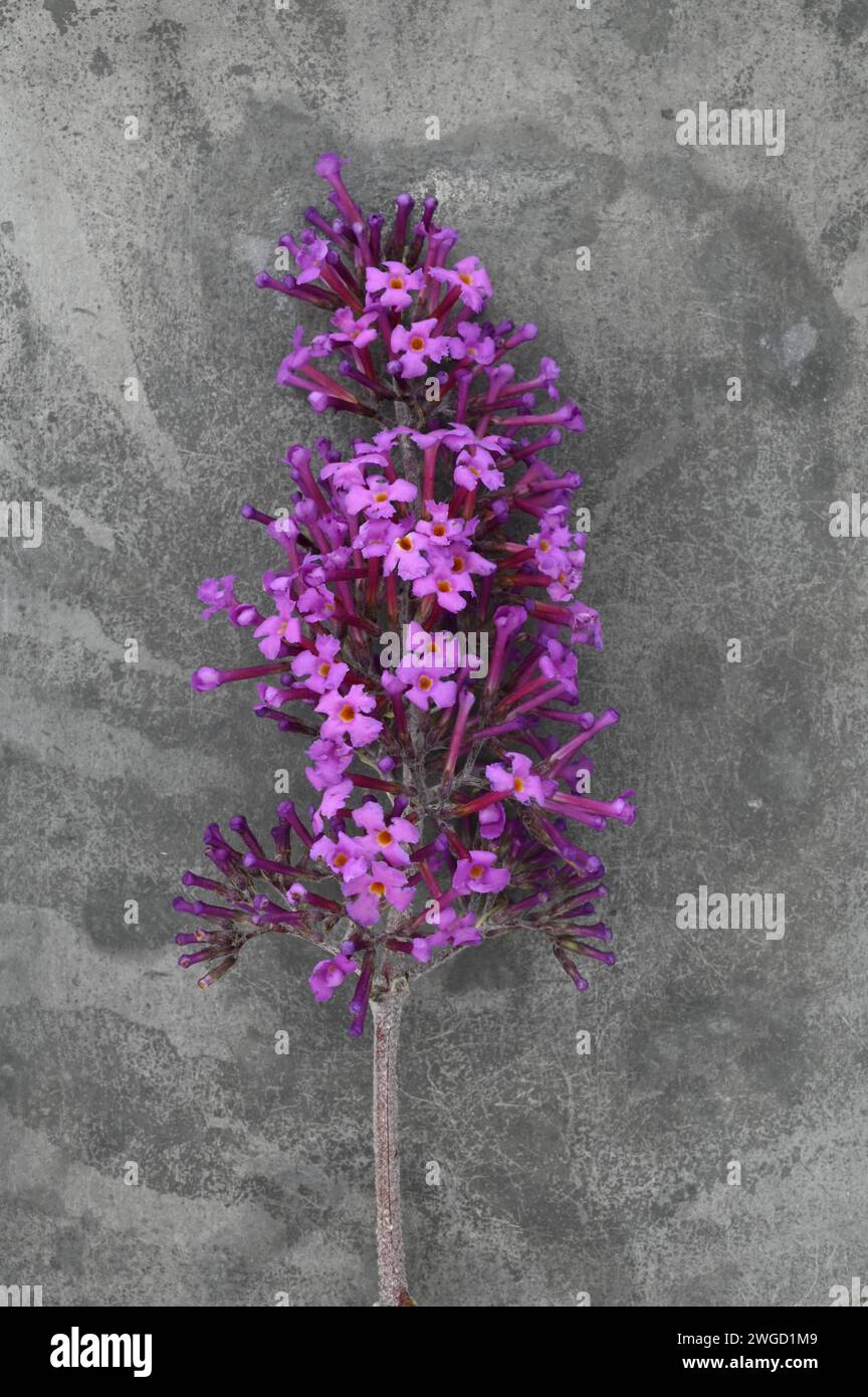 Einzelne Blütenspitze von p[urple Buddleia] nicht ganz offen auf grauem Zinn liegend Stockfoto