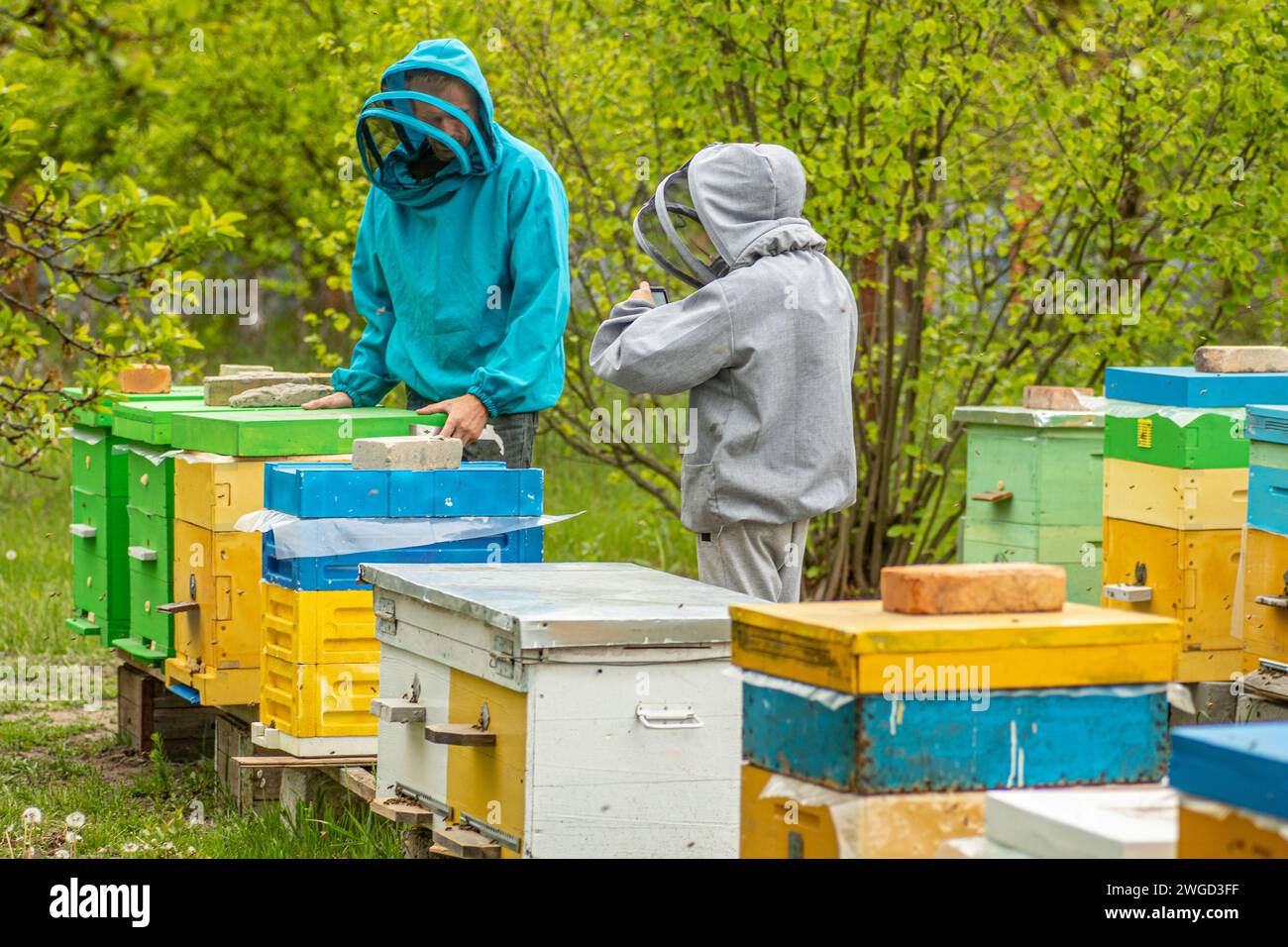 Kinder senden online aus dem Bienenhaus. Dad und Sohn auf dem Bienenhaus. Landwirtschaftliche Familienbetriebe. Junge nimmt Videos auf, während Vater in der Nähe von Bienenstöcken arbeitet. Online-Schulung Stockfoto