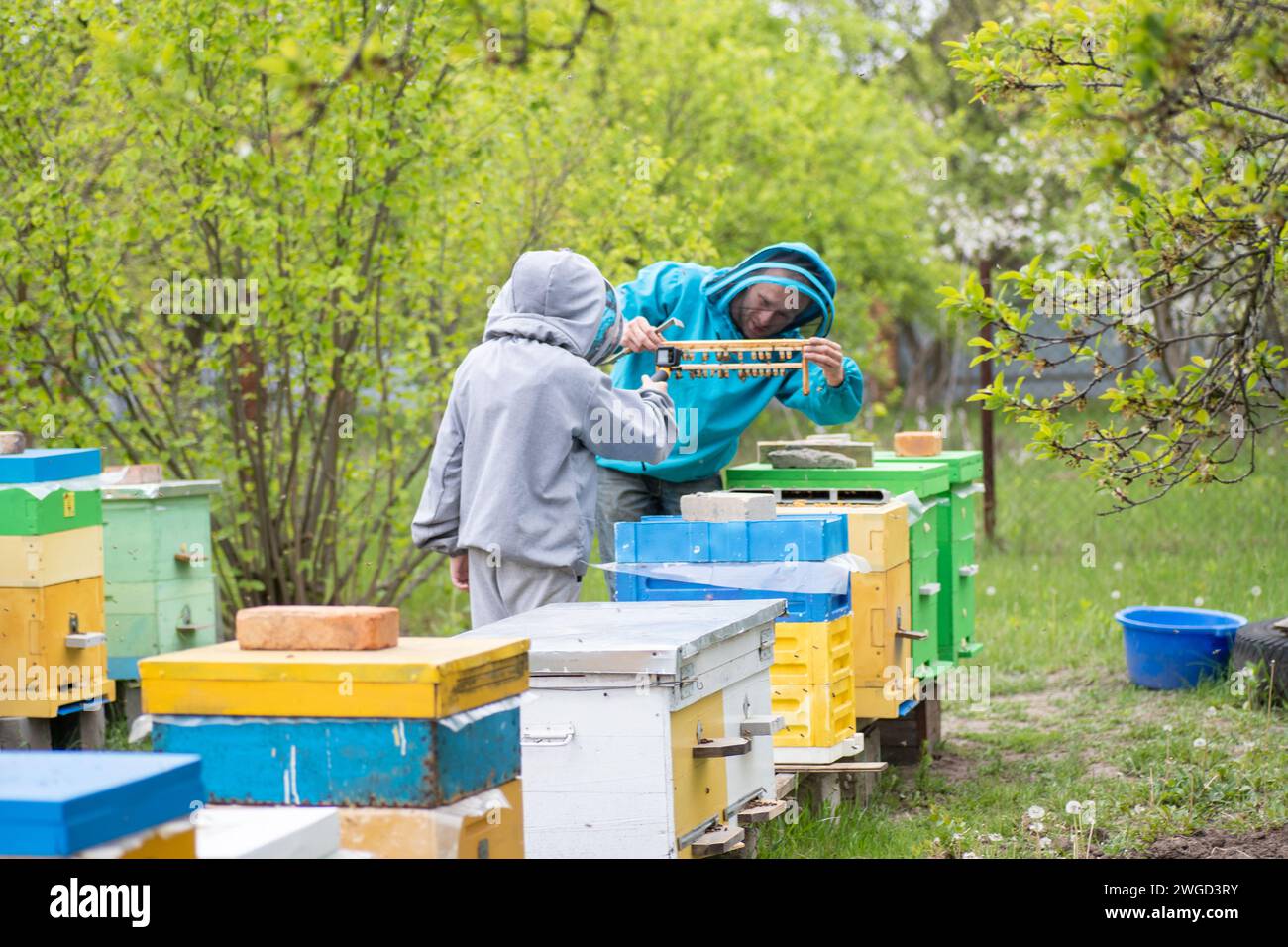 Kinder senden online aus dem Bienenhaus. Dad und Sohn auf dem Bienenhaus. Landwirtschaftliche Familienbetriebe. Junge nimmt Videos auf, während Vater in der Nähe von Bienenstöcken arbeitet. Online-Schulung Stockfoto