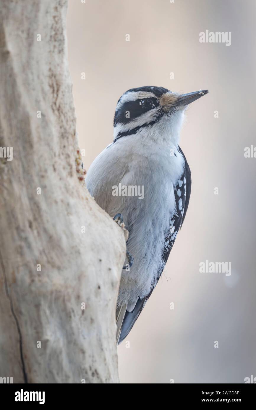 Weiblicher Haariger Spechte, Leuconotopicus villosus, auf einem Baumstamm auf der Suche nach Nahrung, Fütterung, Winter, Brownsburg-Chatham, Quebec, Kanada Stockfoto