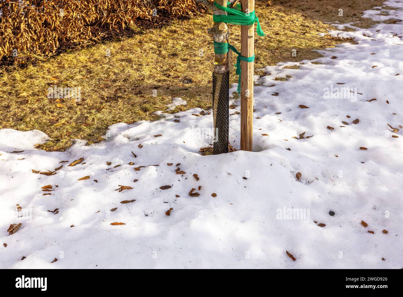 Nahaufnahme des Apfelbaums, geschützt durch ein spezielles Netz vor Tieren vor dem Hintergrund des schmelzenden Schnees im Garten während der Nebensaison. Schweden. Stockfoto