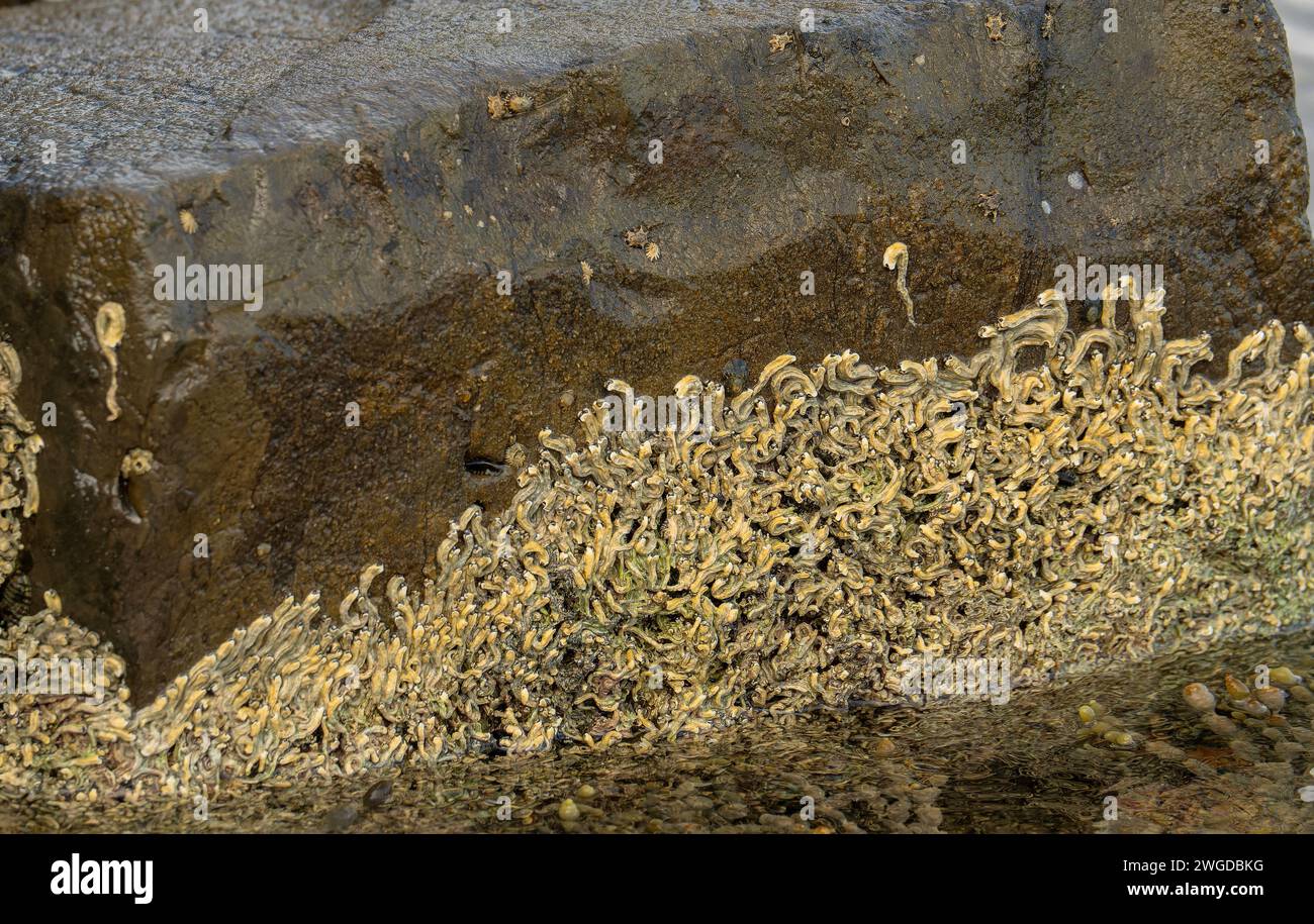 Tubeworms, Galeolaria caespitosa, bei Ebbe, auf tesselliertem Pflaster, bei Pirates Bay, Tasmanien. Stockfoto