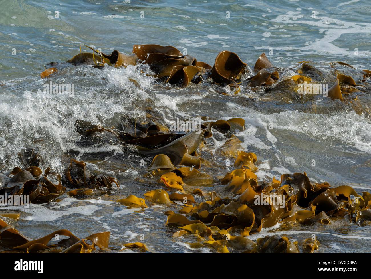 Stierseetang, Durvillaea potatoes, in flachem Wasser bei Ebbe an der felsigen Küste, Pirates Bay, Tasmanien. Stockfoto