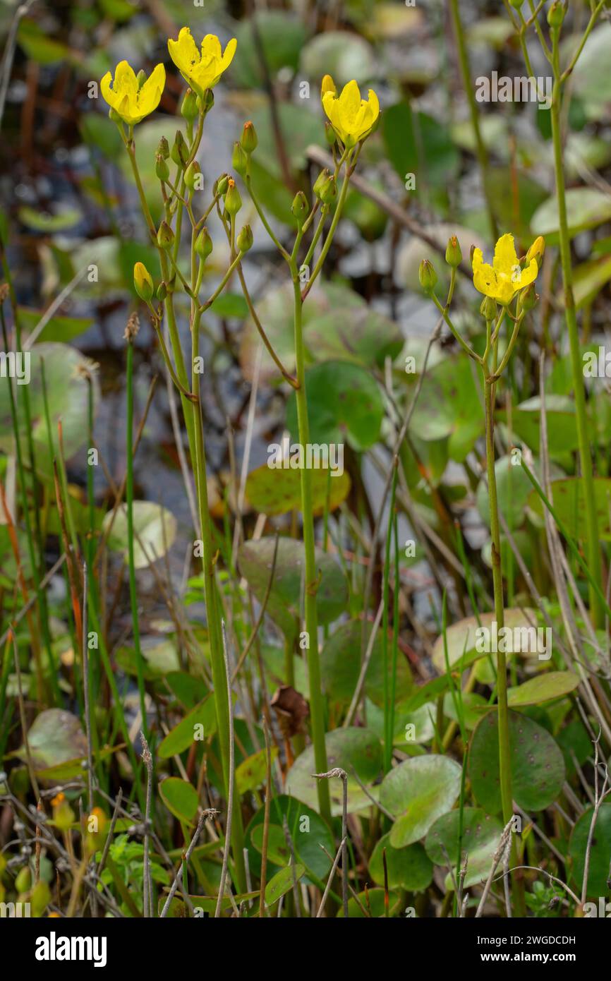 Laufende Sumpfblume, Ornduffia reniformis, in Blüte im Feuchtgebiet Tasmanien. Stockfoto