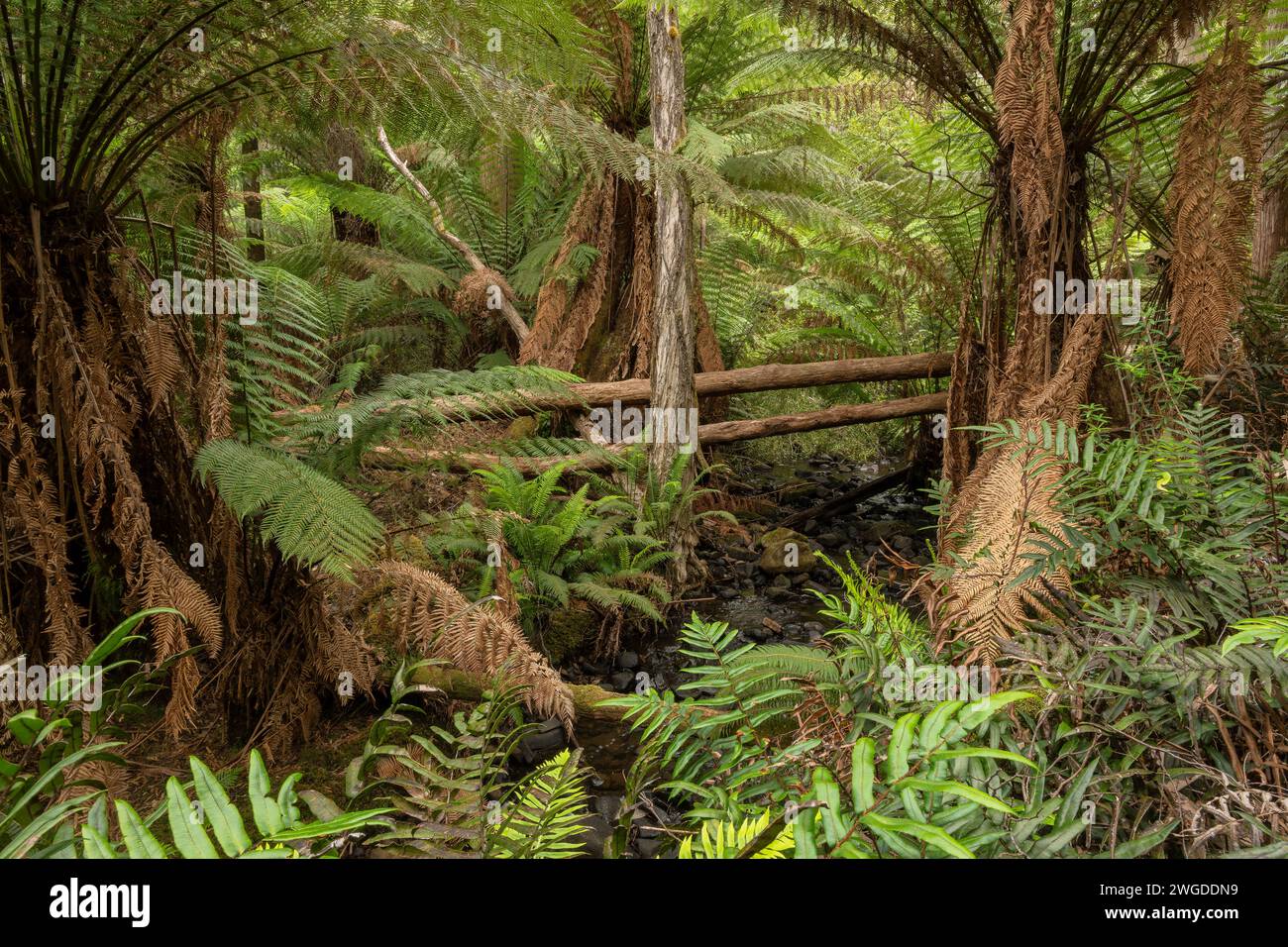 Weiche Baumfarne, Dicksonia antarktica, im gemäßigten Mavista-Regenwald auf Bruny Island. Tasmanien. Stockfoto