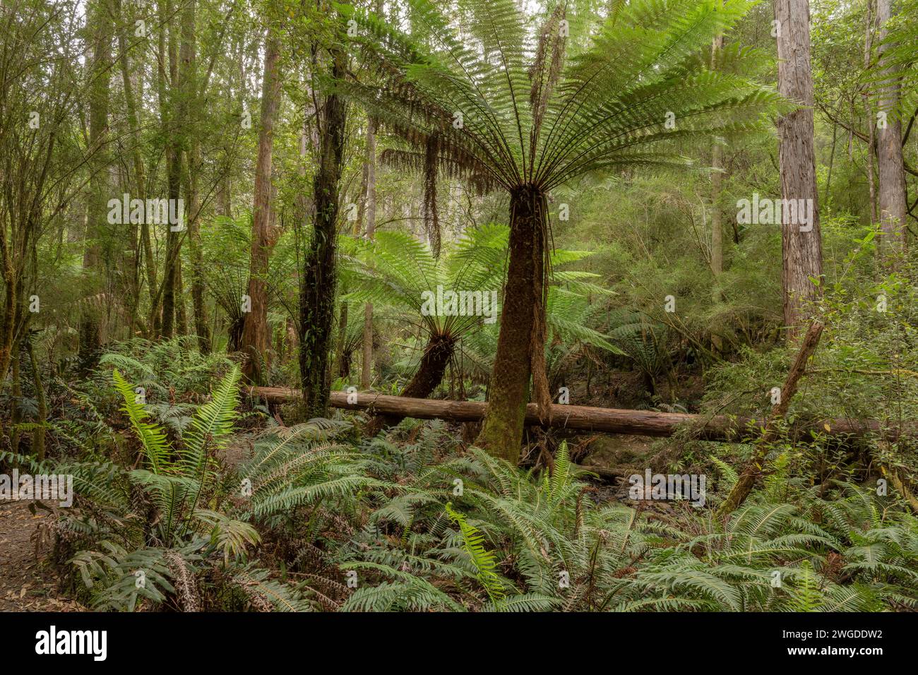 Weiche Baumfarne, Dicksonia antarktica, im gemäßigten Mavista-Regenwald auf Bruny Island. Tasmanien. Stockfoto