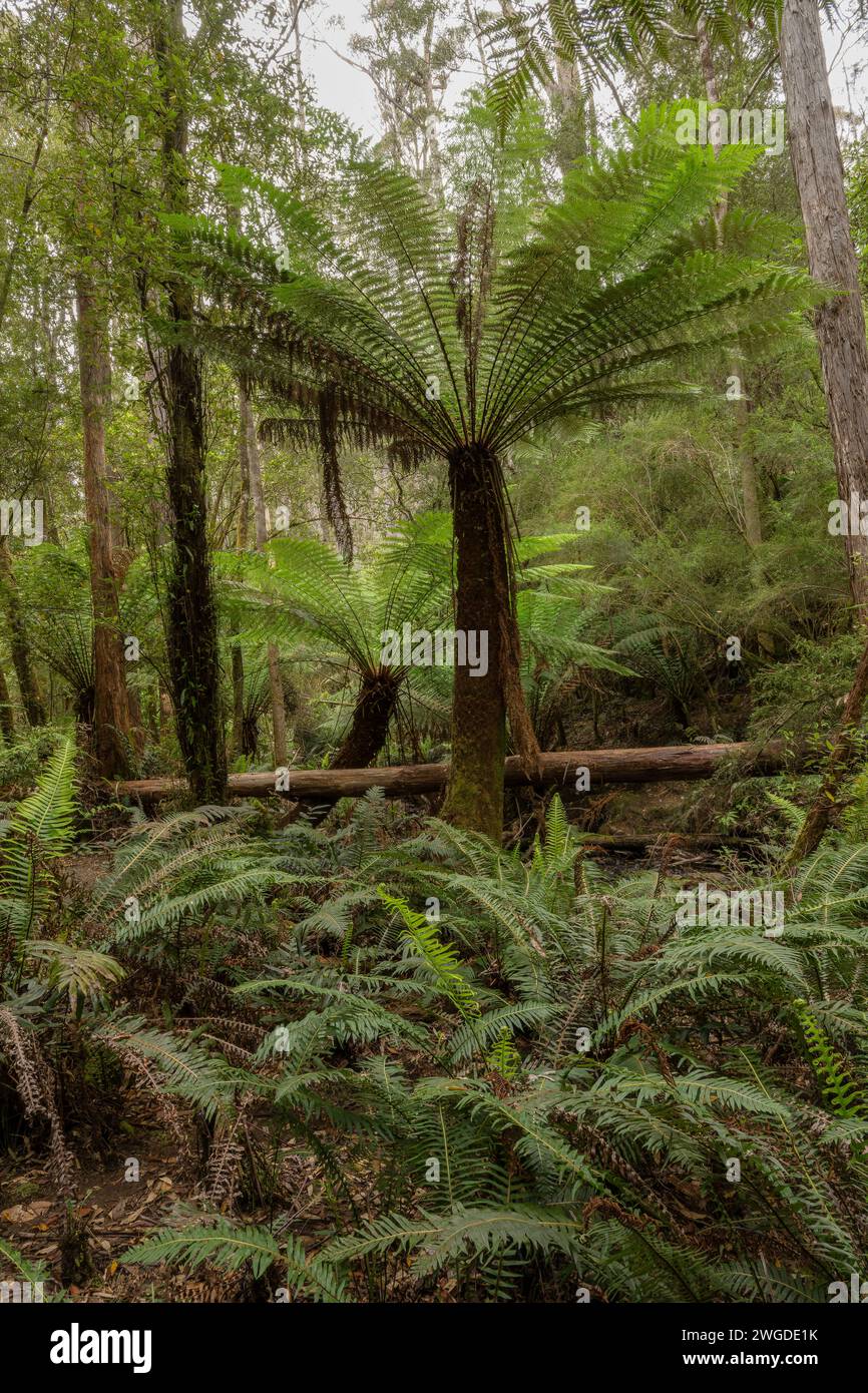 Weiche Baumfarne, Dicksonia antarktica, im gemäßigten Mavista-Regenwald auf Bruny Island. Tasmanien. Stockfoto