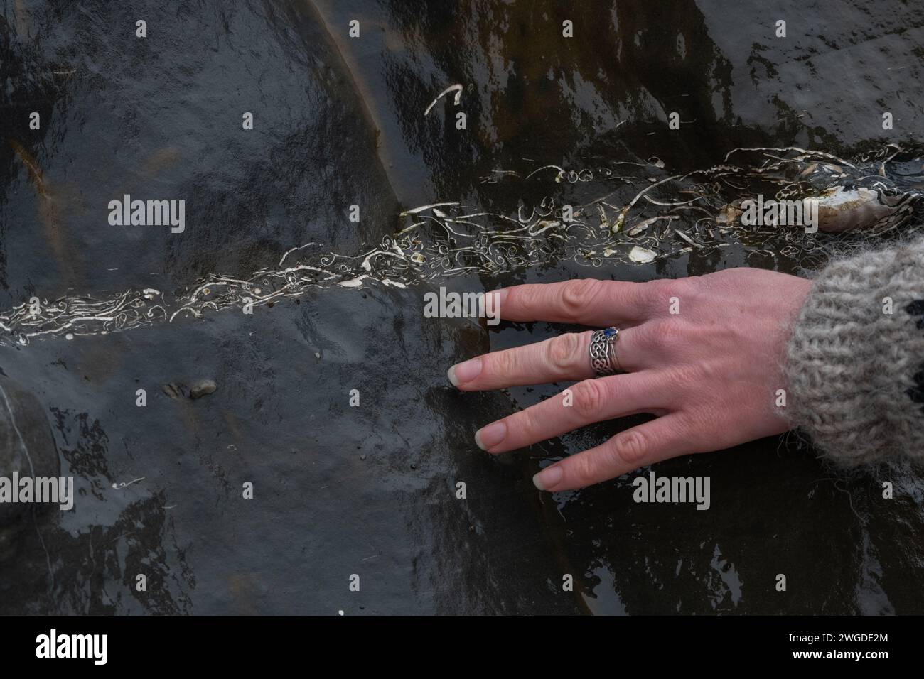 Eine Hand neben einer Schicht von alten fossilen Muscheln entlang der kalifornischen Küste. Stockfoto