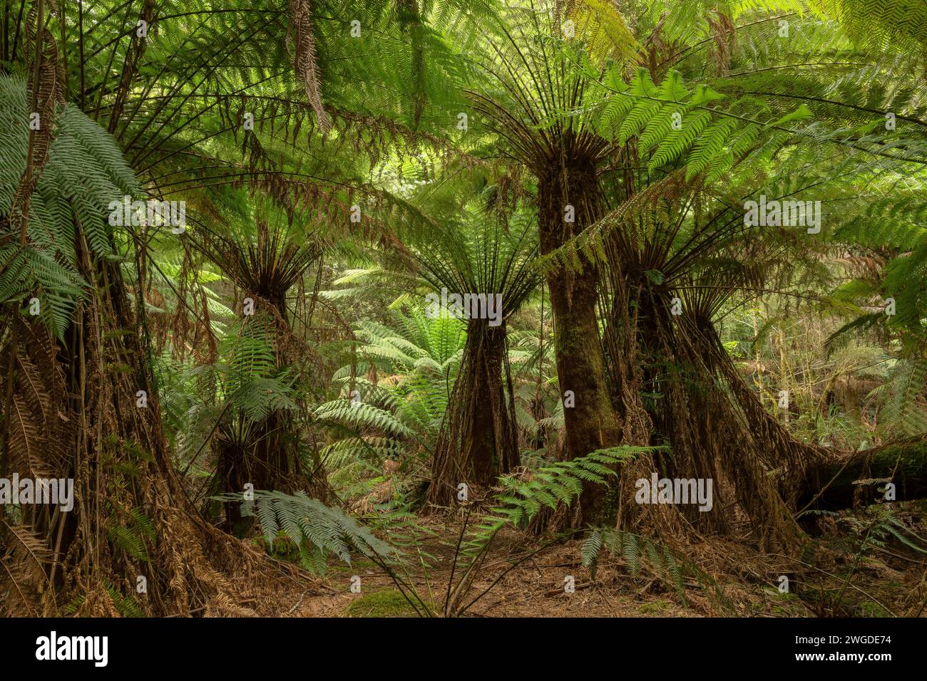 Weiche Baumfarne, Dicksonia antarktica, im gemäßigten Mavista-Regenwald auf Bruny Island. Tasmanien. Stockfoto