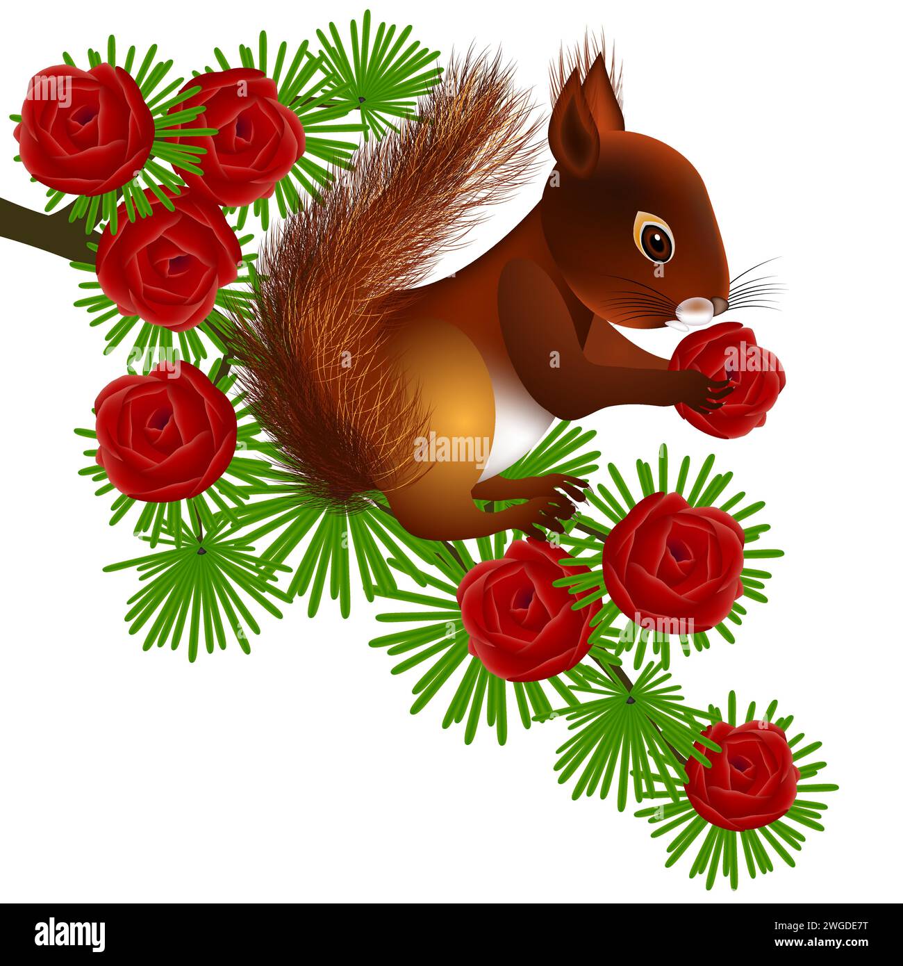 Eichhörnchen auf dahurischem gmelin-Lärchenzweig mit Kegeln auf weißem Hintergrund. Stock Vektor