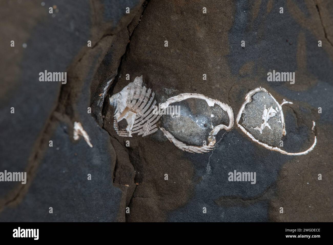 Fossile Muscheln oder Muscheln ragen aus einer Felsformation in Kalifornien hervor. Stockfoto